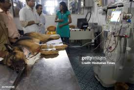 Mumbai Veterinary College, Parel campus view 1