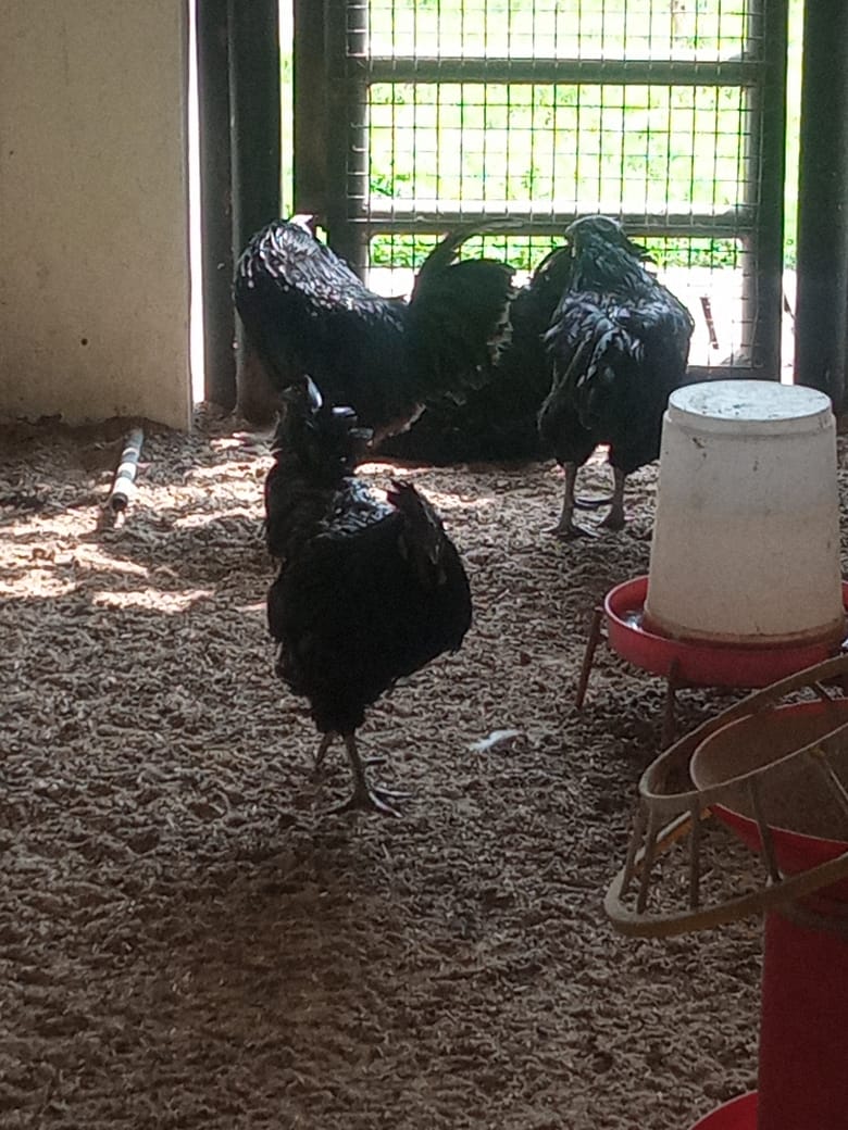 Faculty Of Veterinary and Animal Sciences , Banaras Hindu University (FVAS-BHU) campus view 4