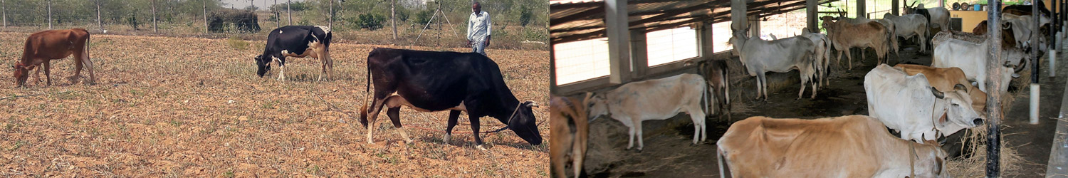 Veterinary College, Shivamogga campus view 2