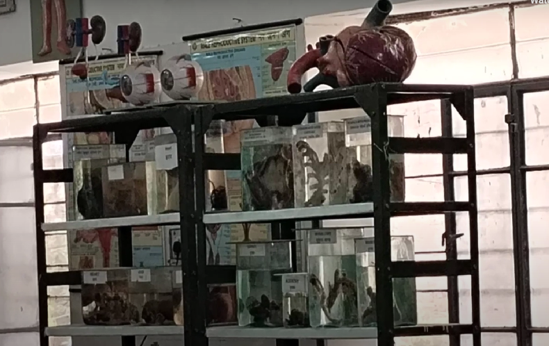 Madan Mohan Malviya Government Ayurved College, Udaipur, Rajasthan campus view 21