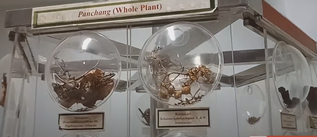 Institute of Teaching Ayurveda, Jamnagar, Gujarat campus view 29