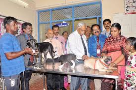 Madras Veterinary College, Vepery High Road, Chennai campus view 2