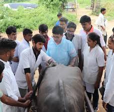 College of Veterinary & AH, Sardarkrushinagar campus view 1