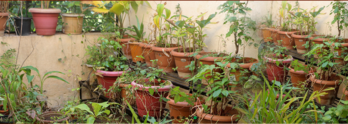 Ayurved Seva Sangh's Ayurved Mahavidyalaya, Nashik, Maharashtra

 campus view 11